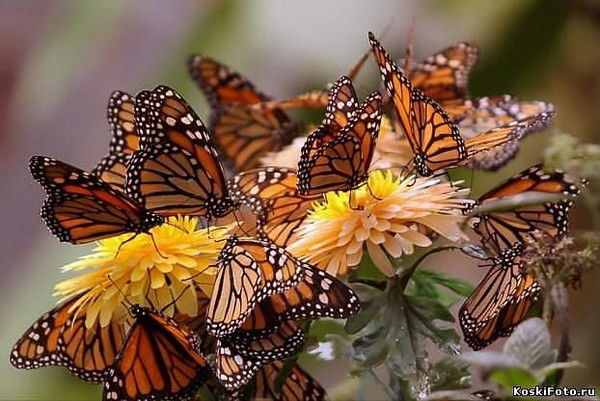 Валентина Мусина