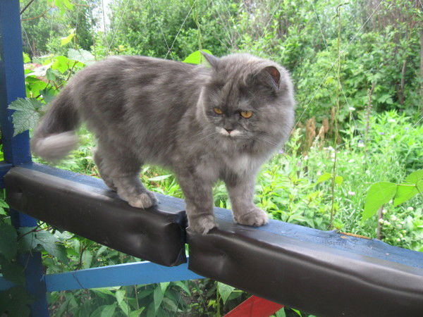 Вероника Жаркова