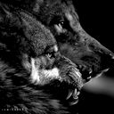 Sher Han