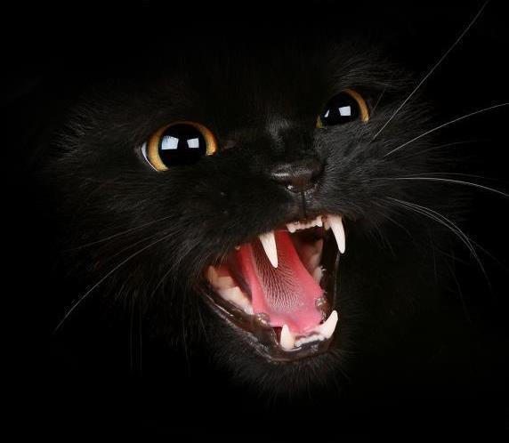 Константин Котяра