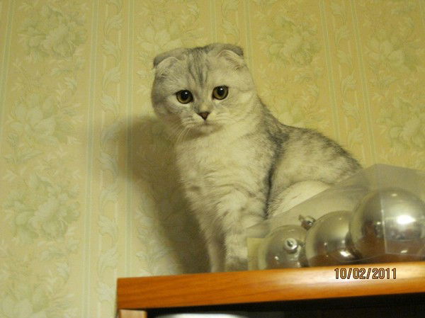 Ольга Апаликова