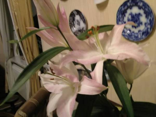 Апарт-Отель Дом У Залива