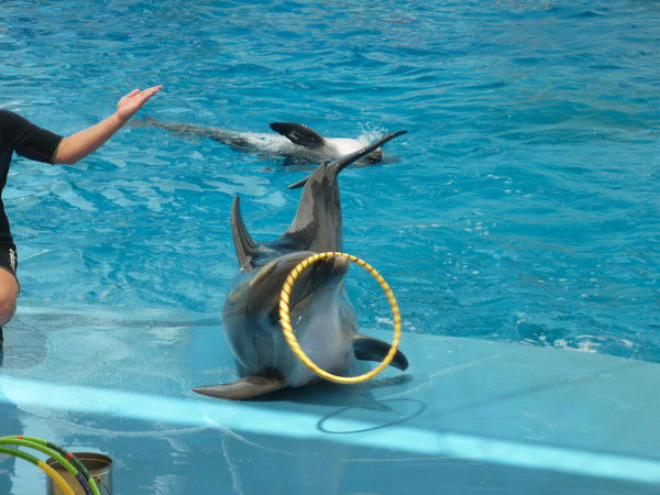 Елена Шмыголь