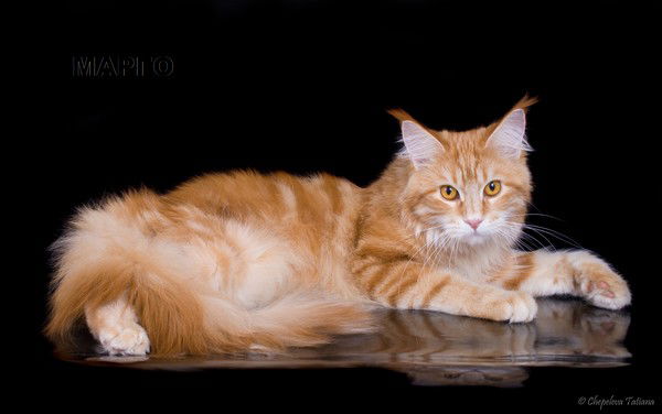 Маргарита П!