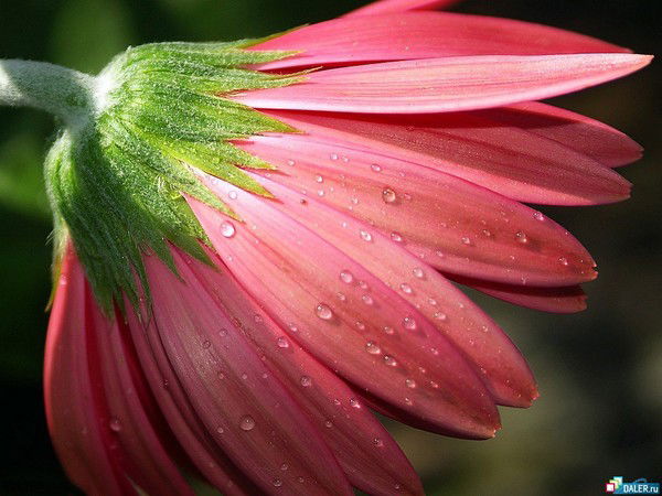 Лена Соколова