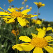 Елена Михайловна Карпова