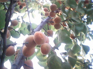 Амон Теллоев