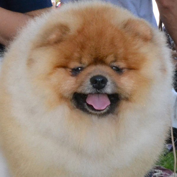 Елена Архарова