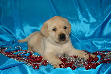 Катя Никипорец