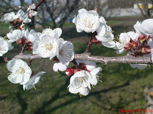 Григорьева Светлана