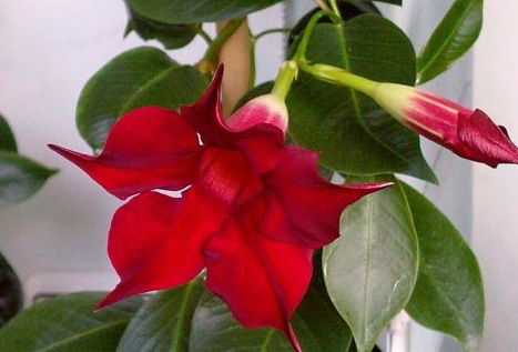 Сибирь Родная