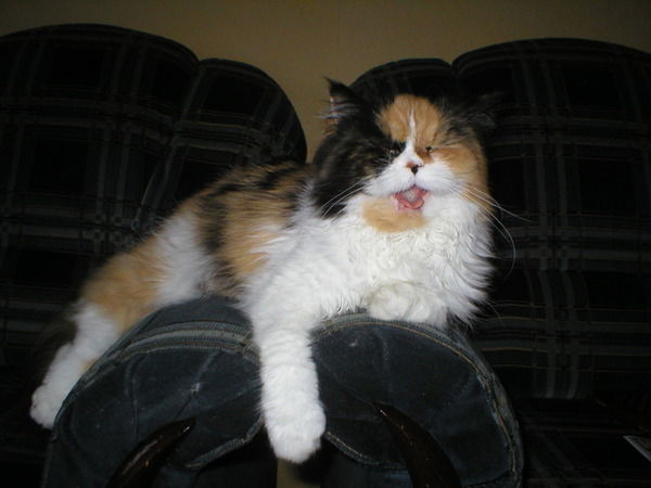 Вольдемар Сочивка