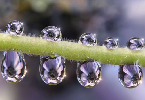 Ольга Шмелева