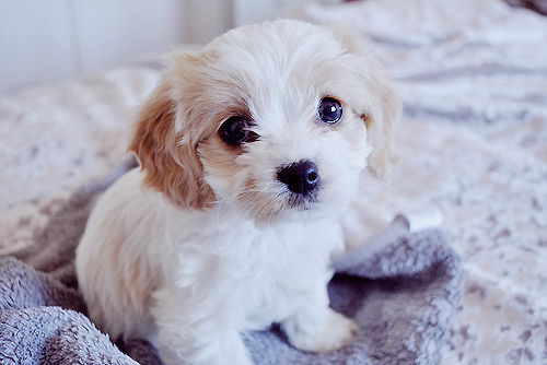 Диана Симина