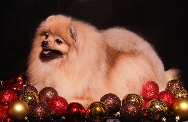 Регина Попкова