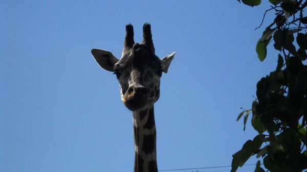 Светлана Альшина