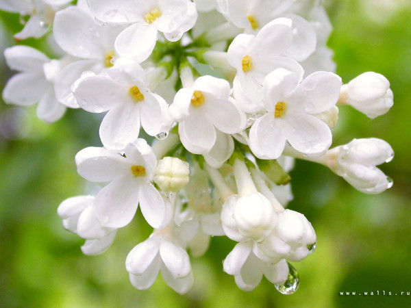 Марина Копцева