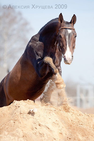Дастан Темирхан