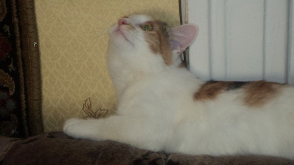 Светлана Калинина