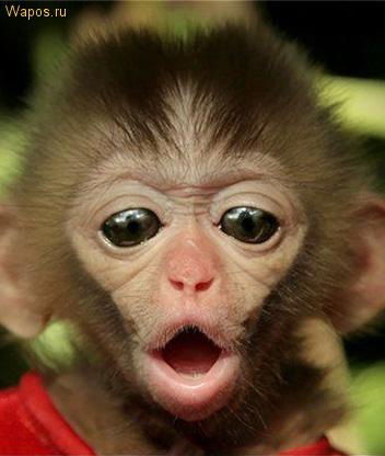 Максим Тимошин