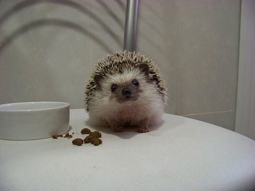 Аида Сандлер