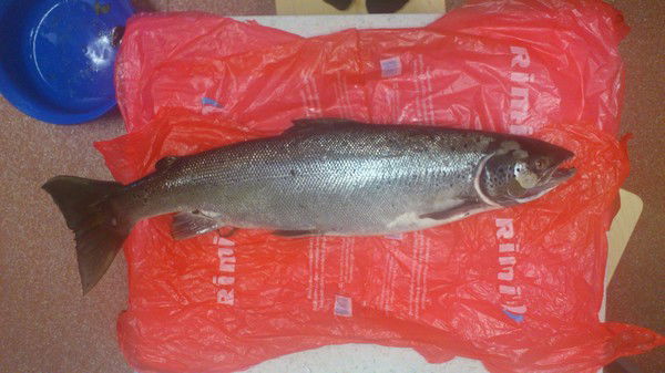 Ирина Дубинина