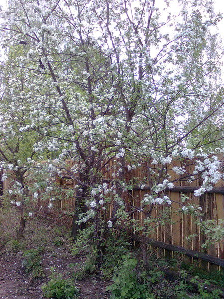 Петр Алексеевич Соколов