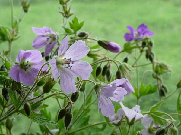 Тамара Храмцова