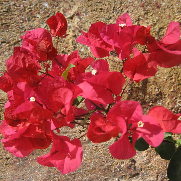 Константин Пономаренко