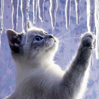 Елизавета Котова