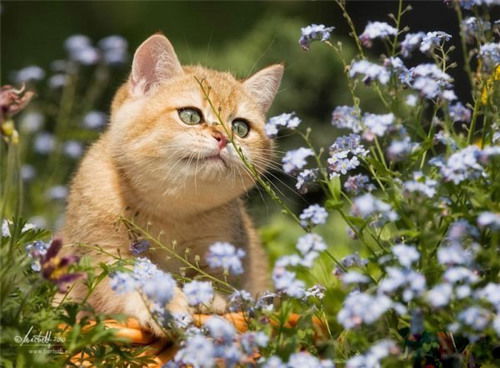 Ольга Рубцова