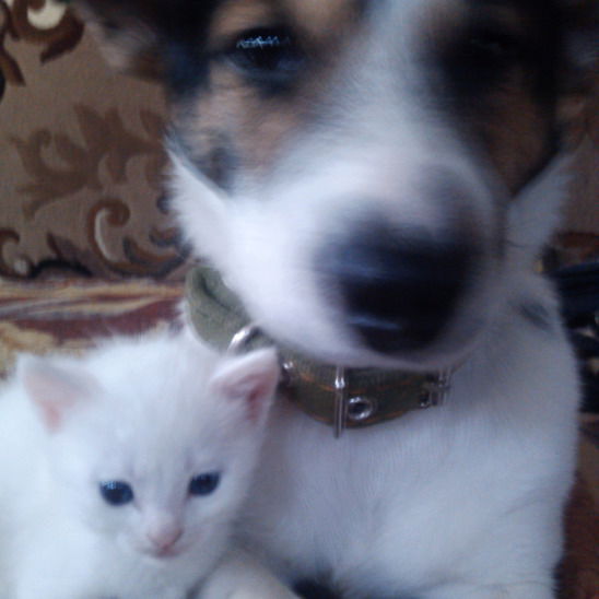 Меченосец Отрубайко