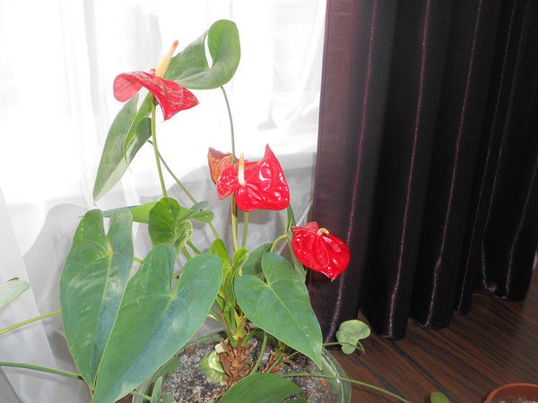 Лариса Коваленко