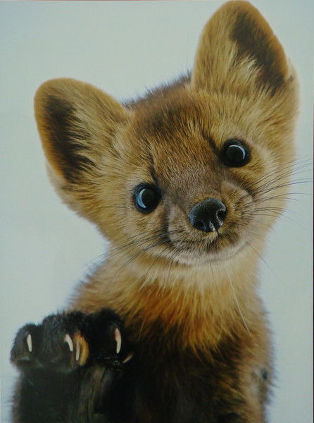 Евгений Савицкий