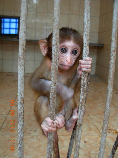 Руслан Кашапов