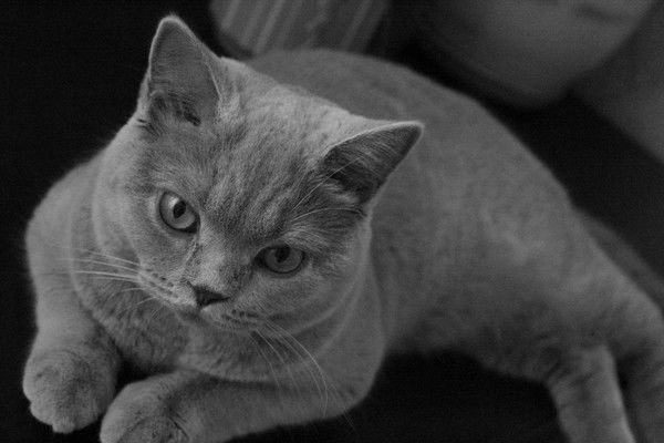 Людмила Дрейман