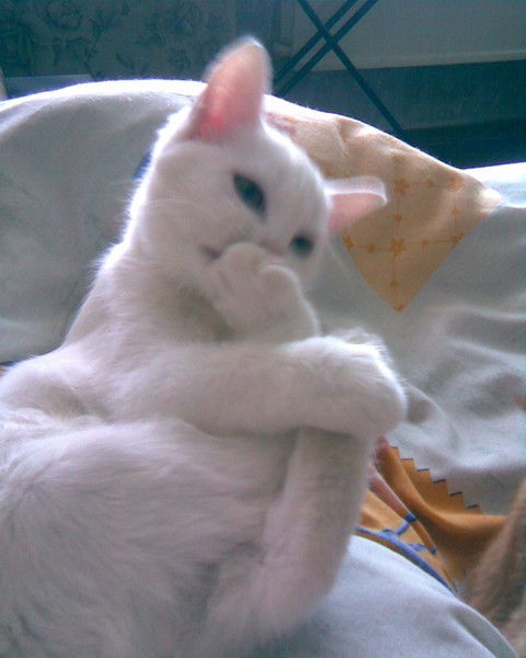 Ольга Стаховец