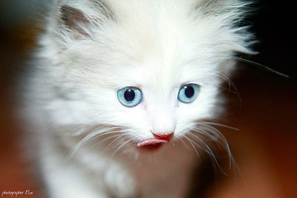 Александр Бурчин