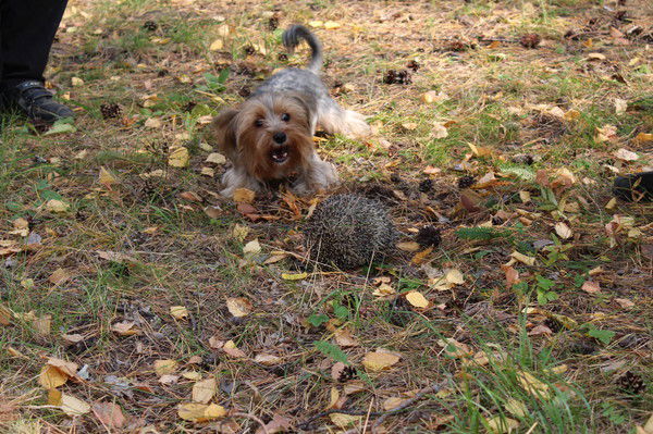 Алексей Лаптев