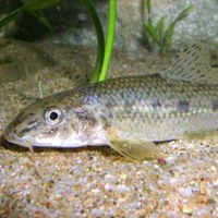 Василий Рыбкин