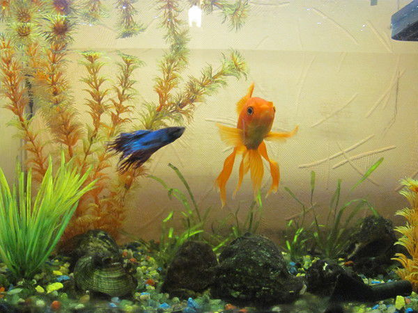 Лариса Чернюгова.