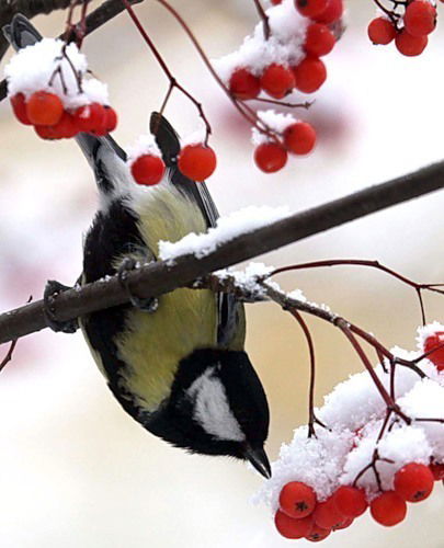 Лена Иванова