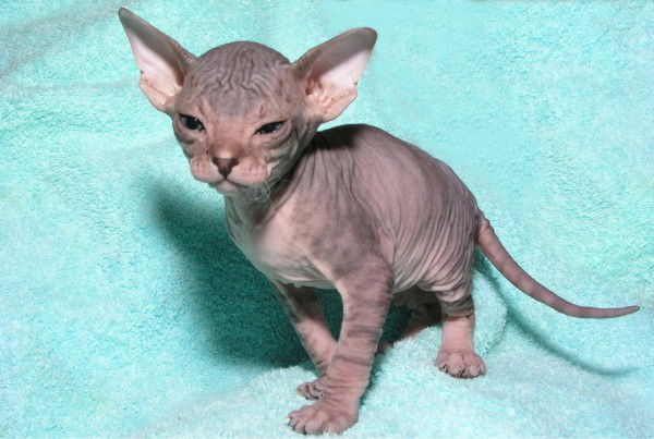 Ирина Владимировна