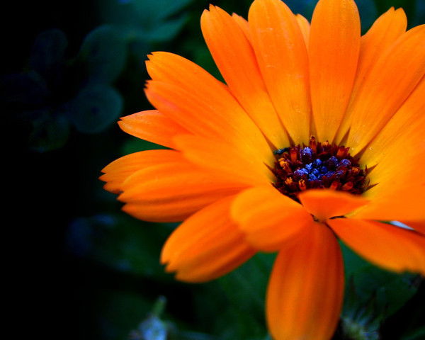 Наталья Саврасова