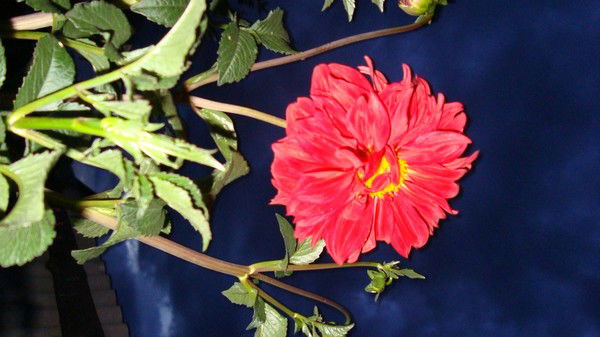 Нина Радкевич