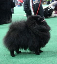 Елена Никитина