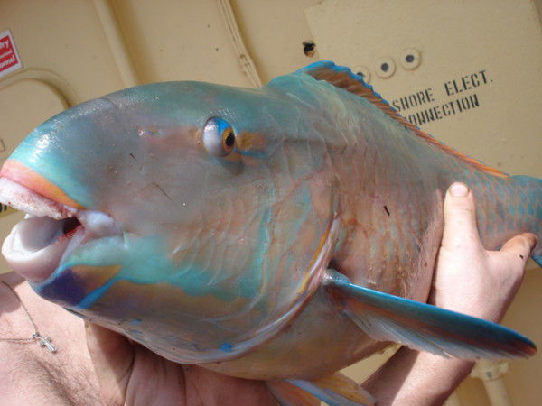 Александр Скворцов