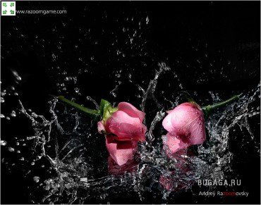 Елена Колесникова