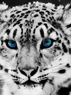 Cветлана Титова