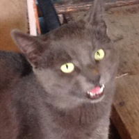 Максим Івасюк